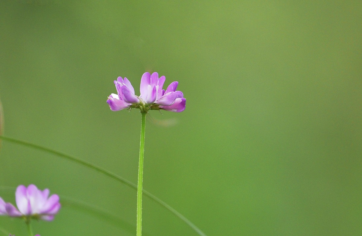 紫云英草籽花