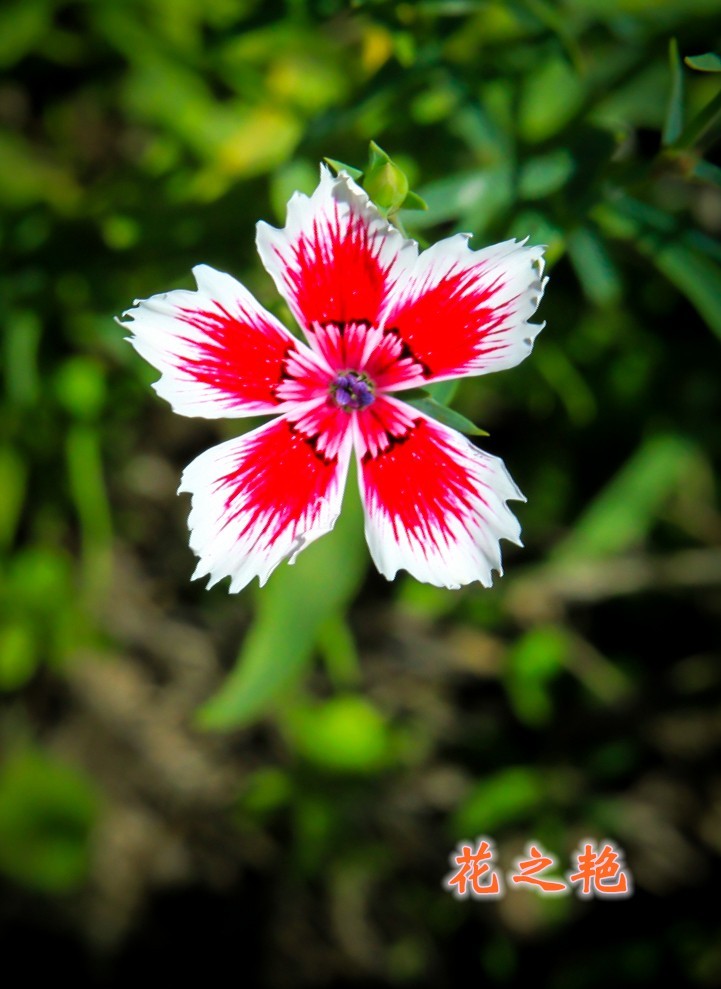 路边默默无闻的小花