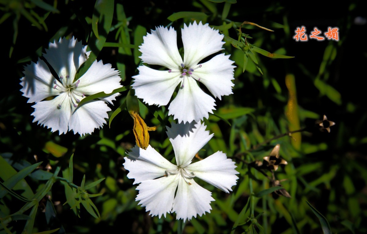 路边默默无闻的小花