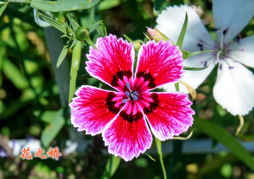 路边默默无闻的小花