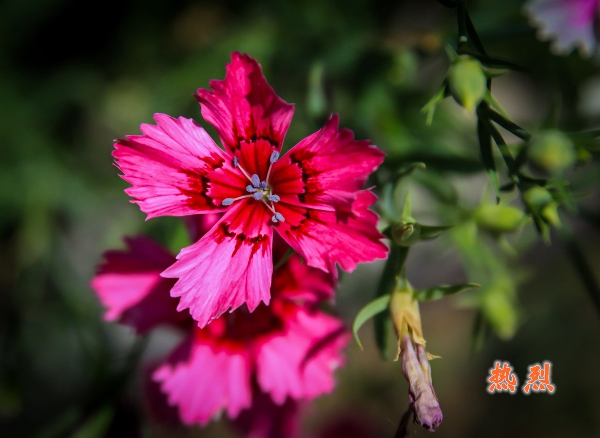 路边默默无闻的小花