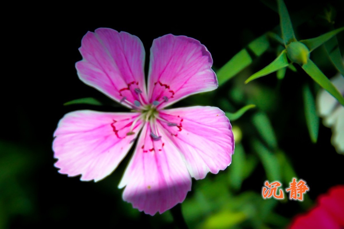 路边默默无闻的小花