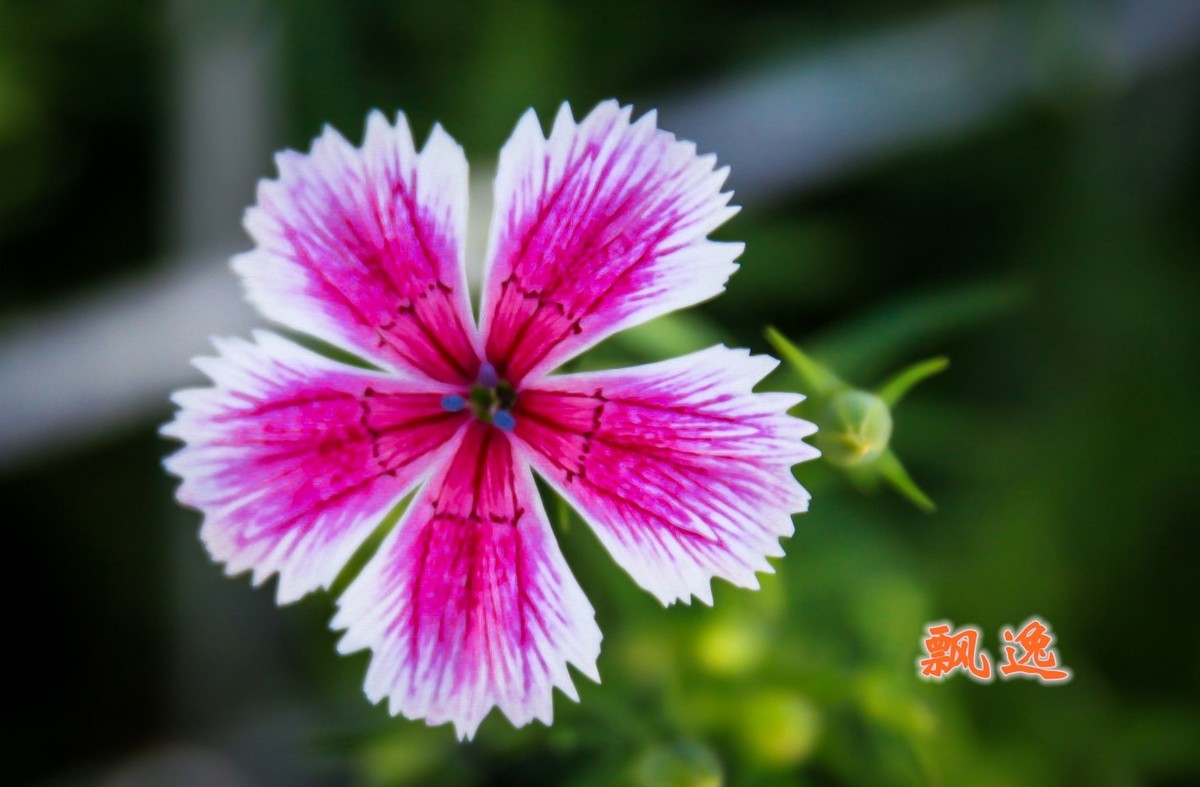 路边默默无闻的小花