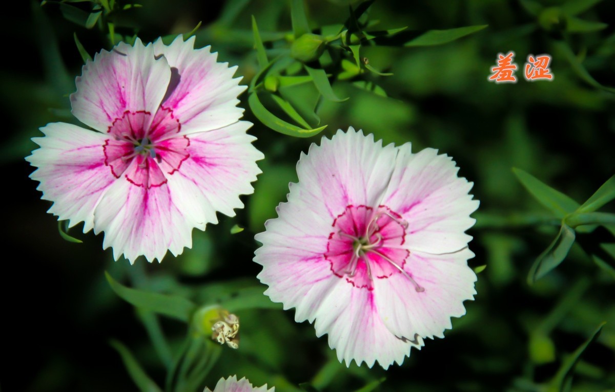 路边默默无闻的小花