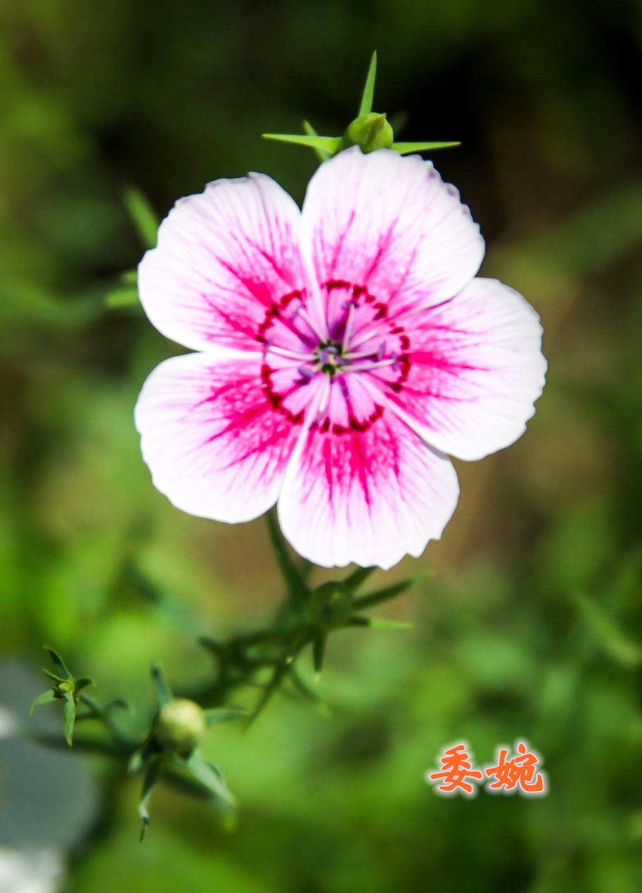 路边默默无闻的小花