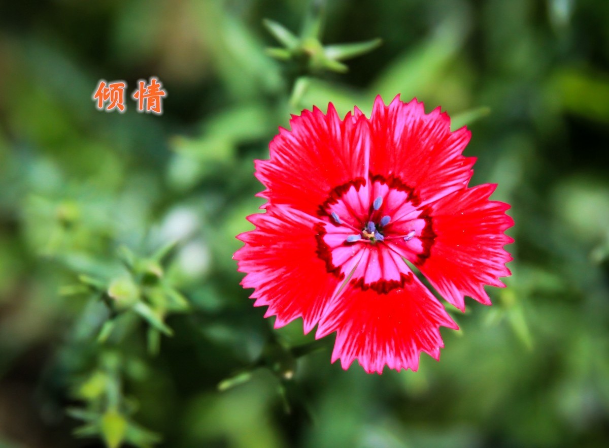 路边默默无闻的小花