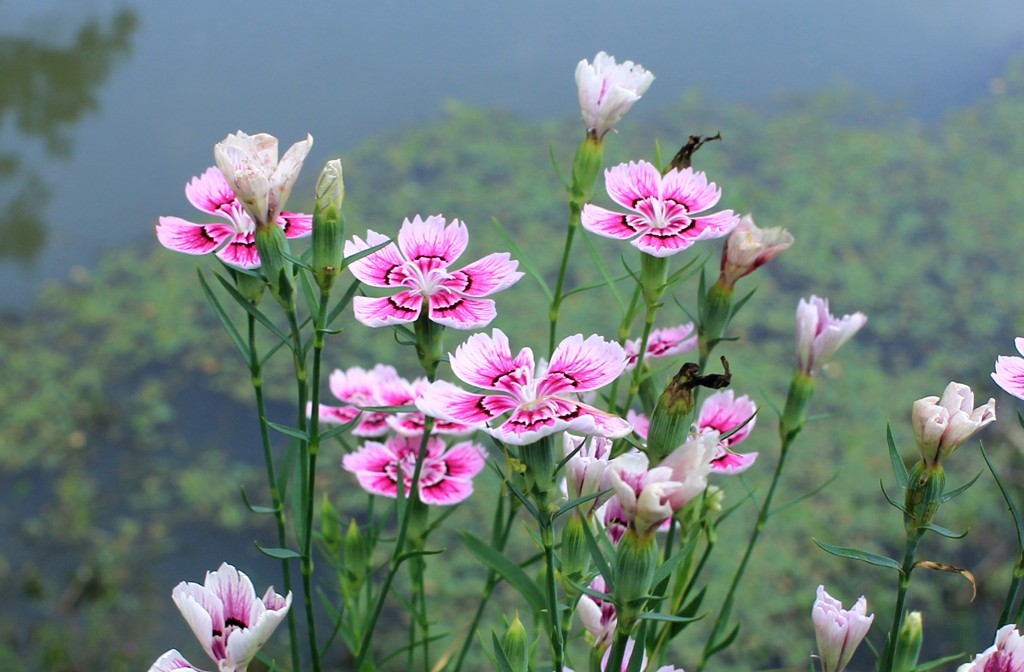 石竹花