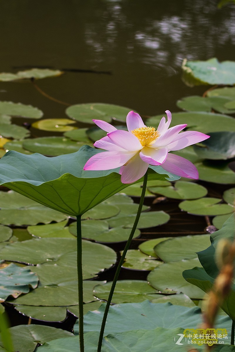灼灼荷花瑞，亭亭出水中