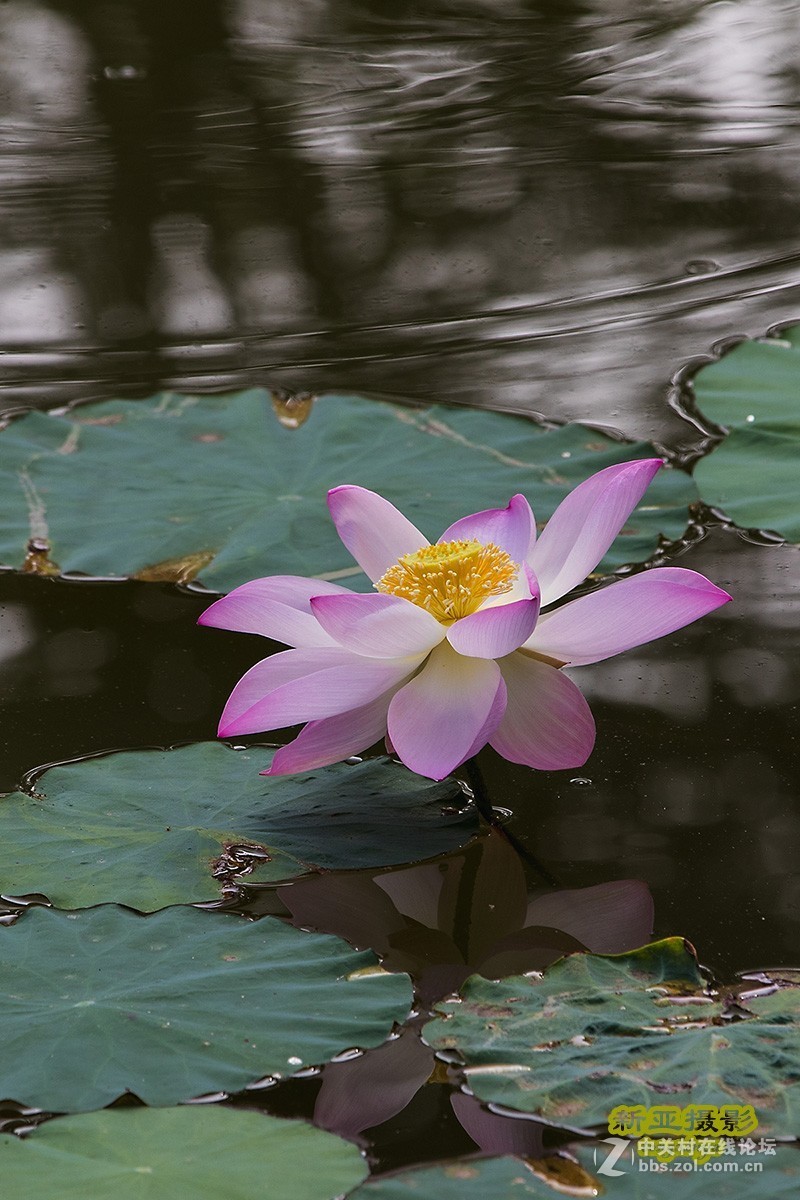 灼灼荷花瑞，亭亭出水中