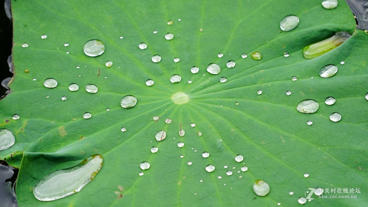 秋对夏的思念
