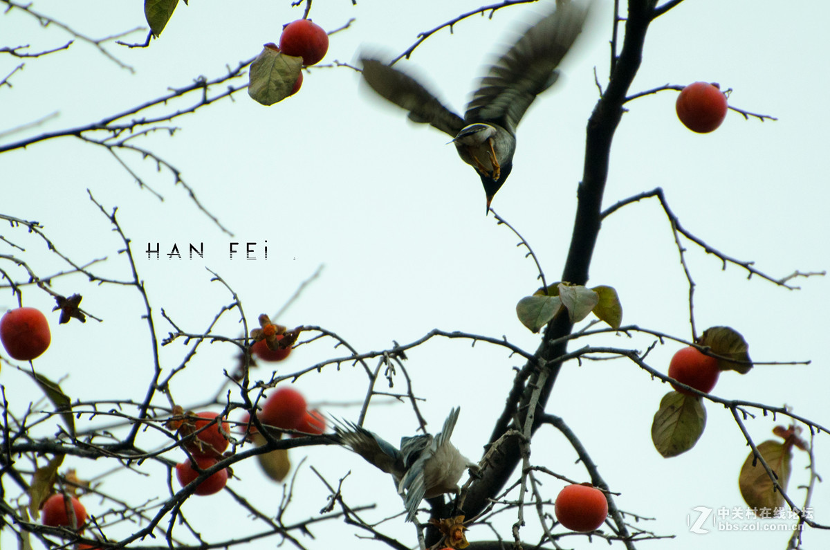 秋鸟柿语。