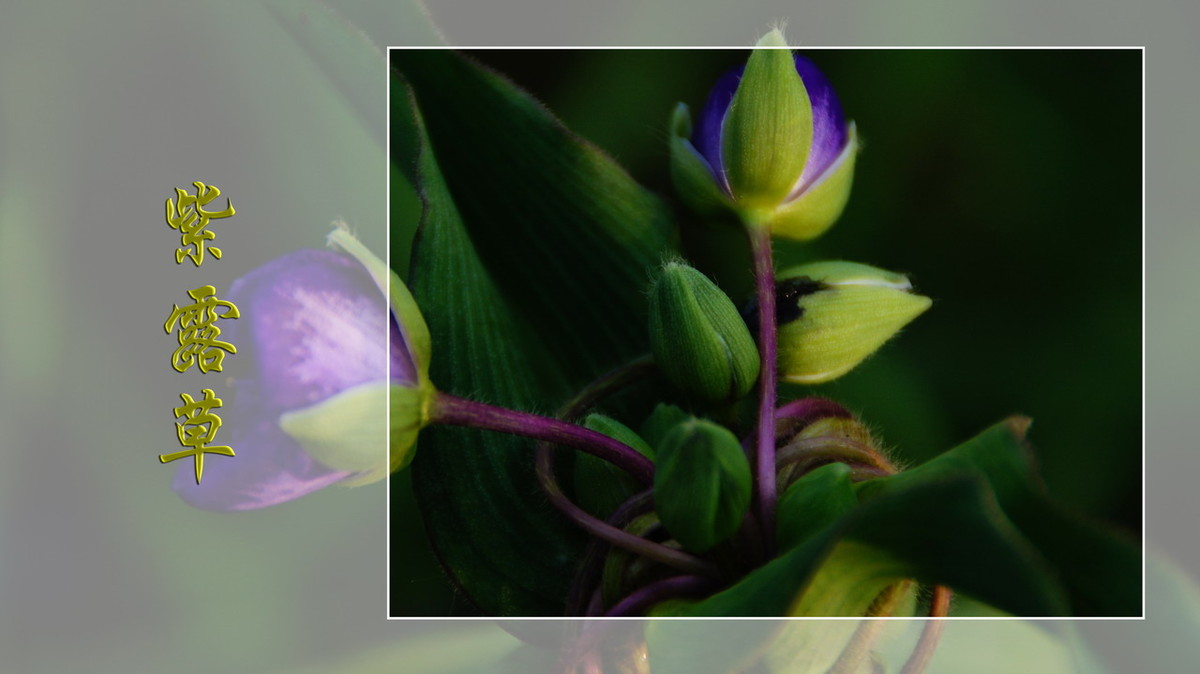 紫露草------ps透明度的应用