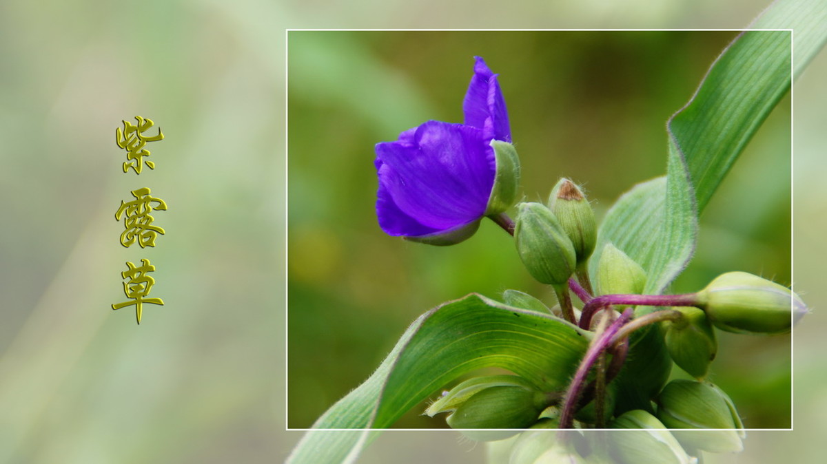 紫露草------ps透明度的应用