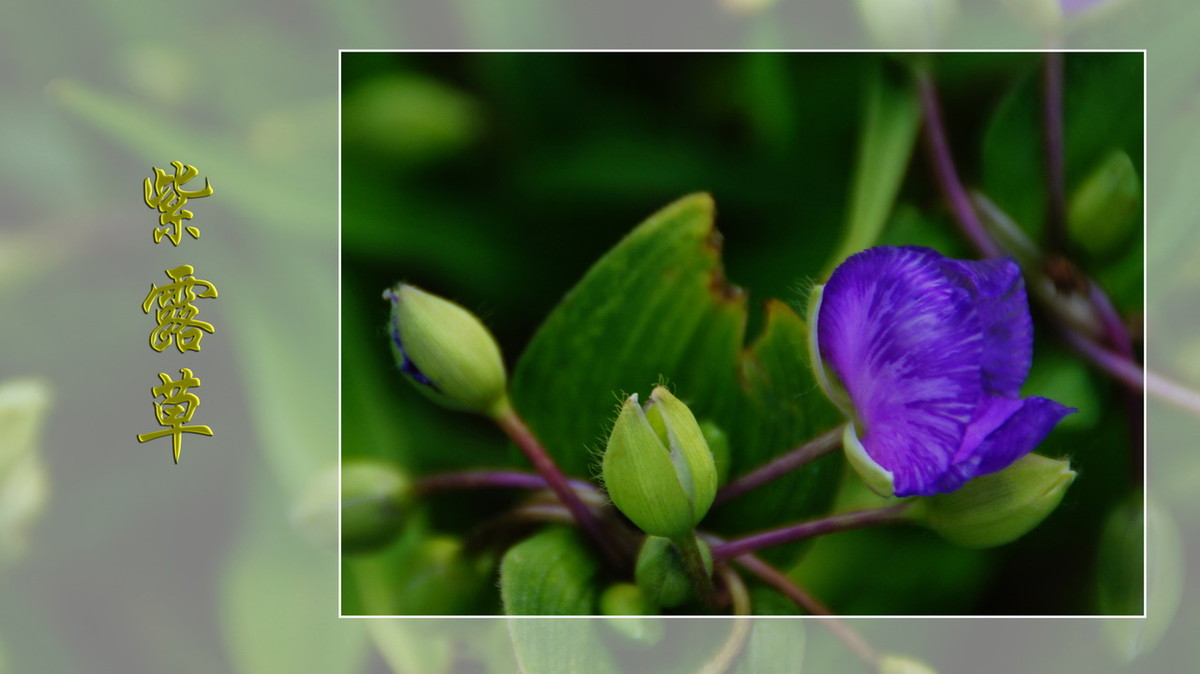 紫露草------ps透明度的应用
