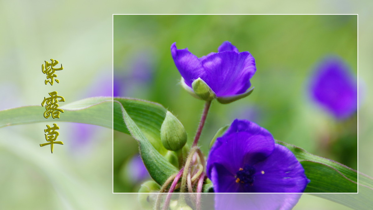 紫露草------ps透明度的应用