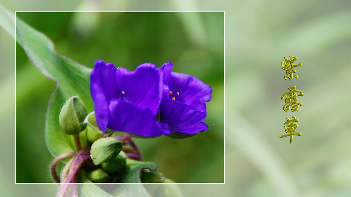 紫露草------ps透明度的应用