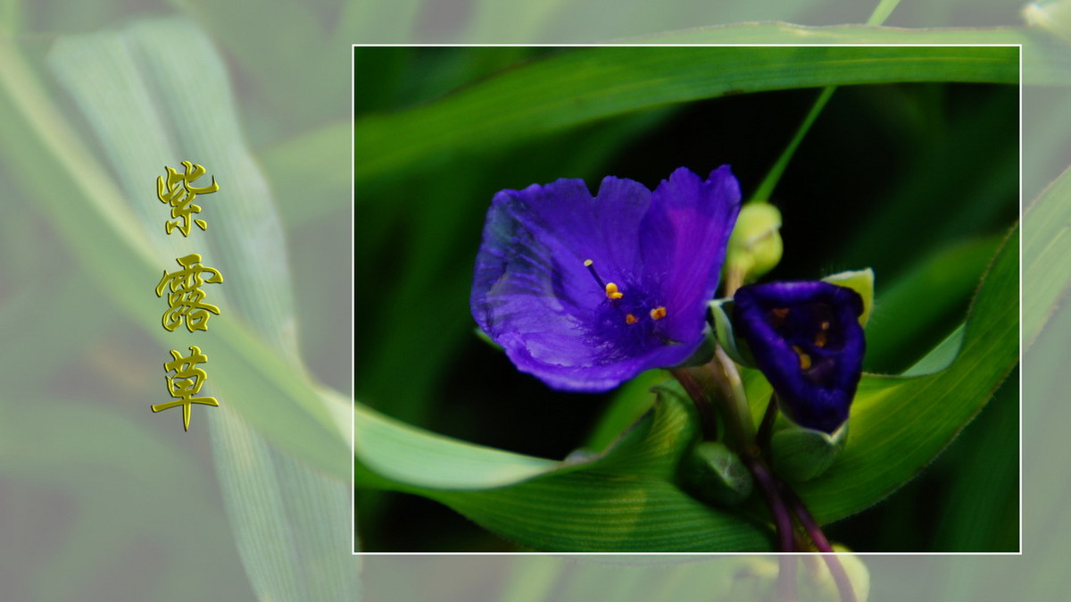 紫露草------ps透明度的应用