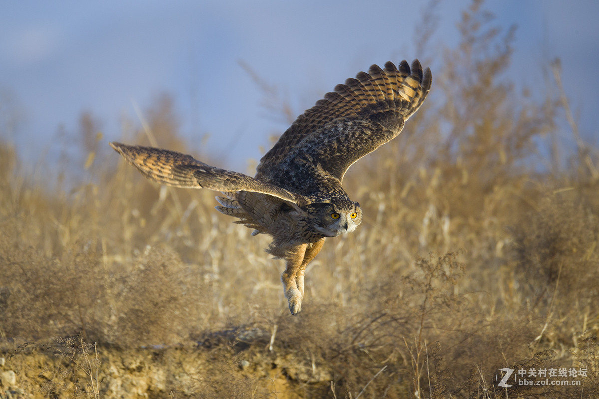 ----------雕鸮---------