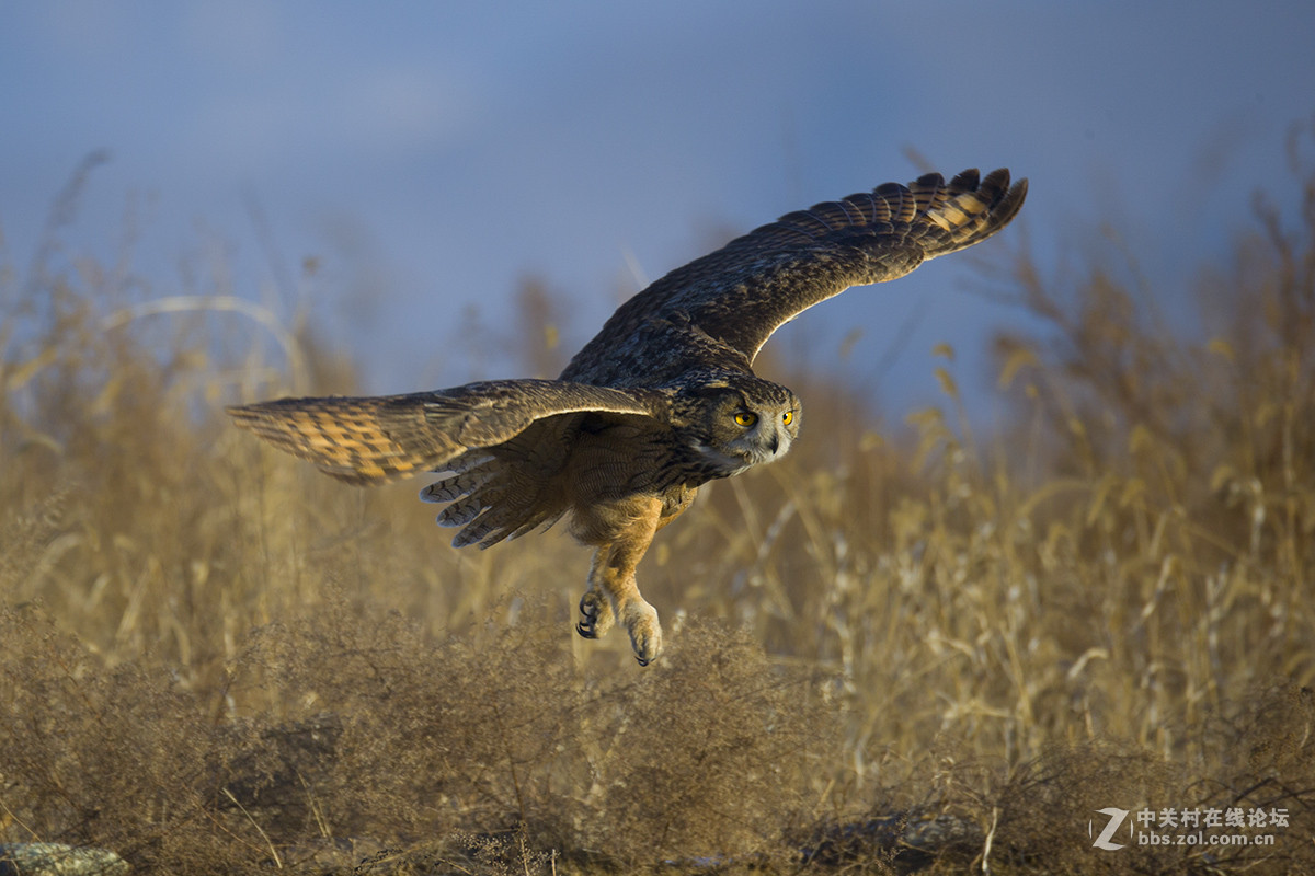 ----------雕鸮---------