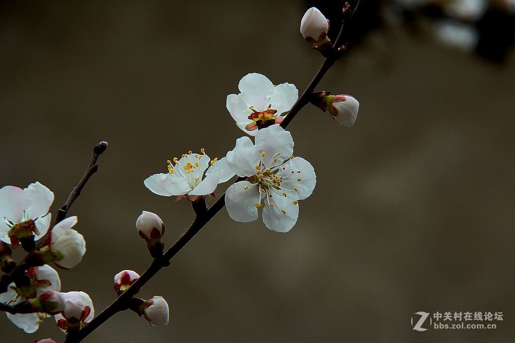 杏花世开了