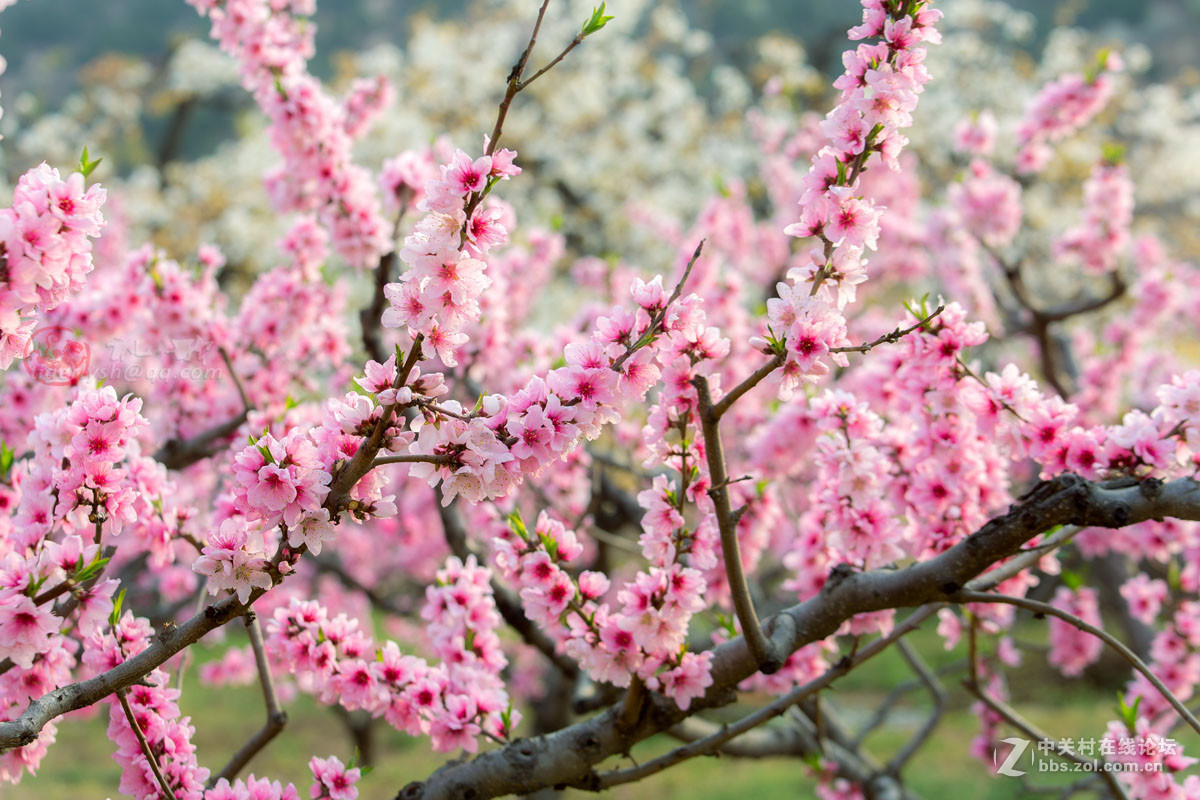 桃花梨花香满坡