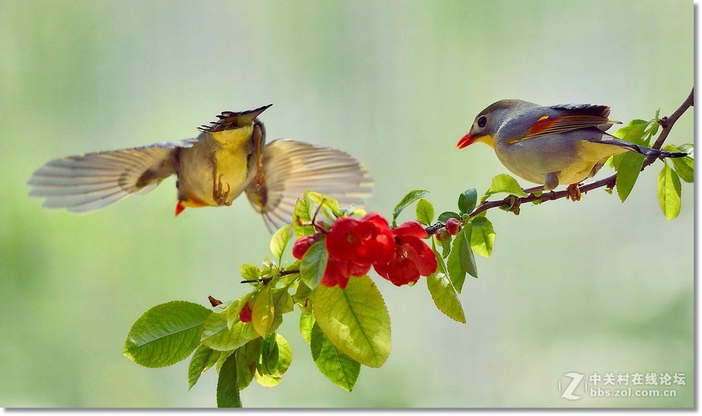 花枝上的相思鸟  请假帖