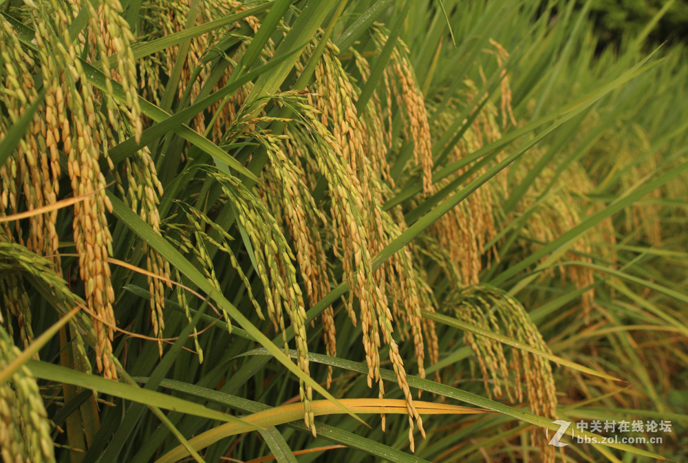 金秋禾穗熟了