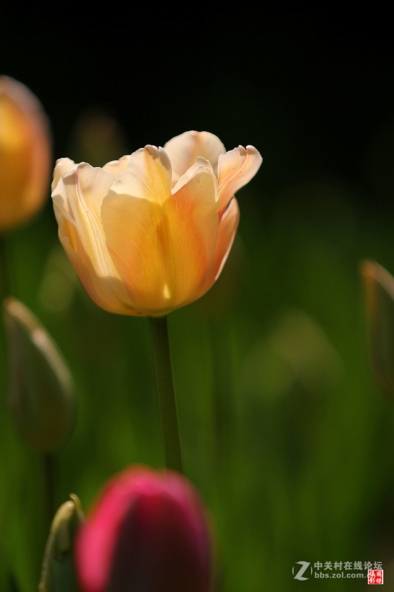 淡黄色郁金香-----开朗