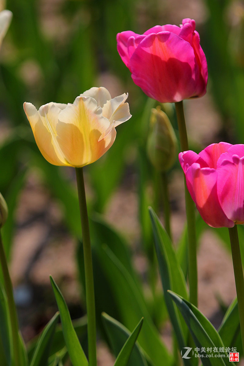 淡黄色郁金香-----开朗
