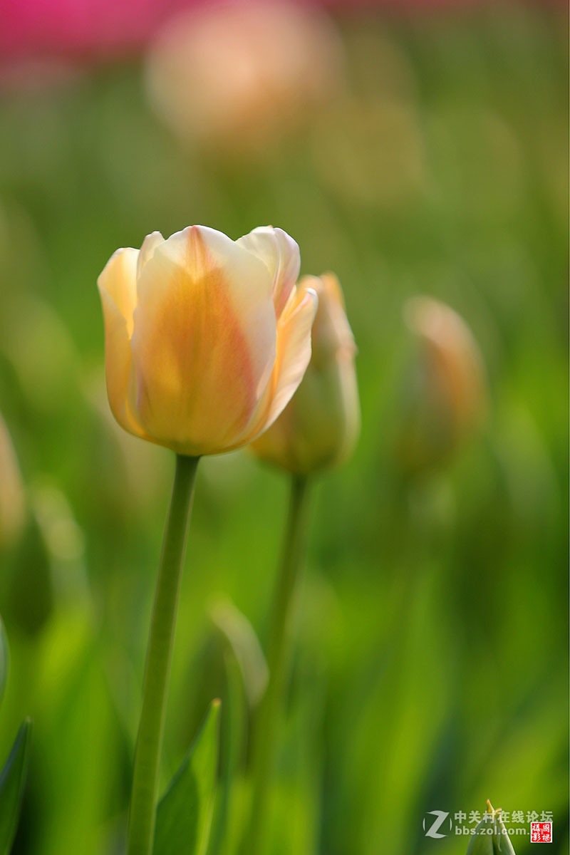 淡黄色郁金香-----开朗