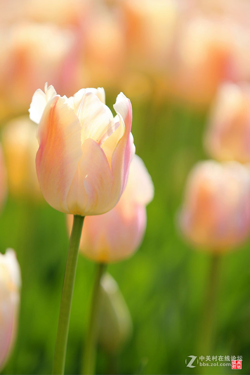 淡黄色郁金香-----开朗