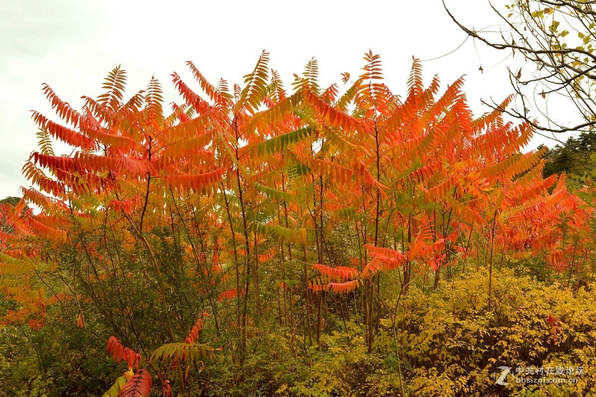 密云的“独秀峰”