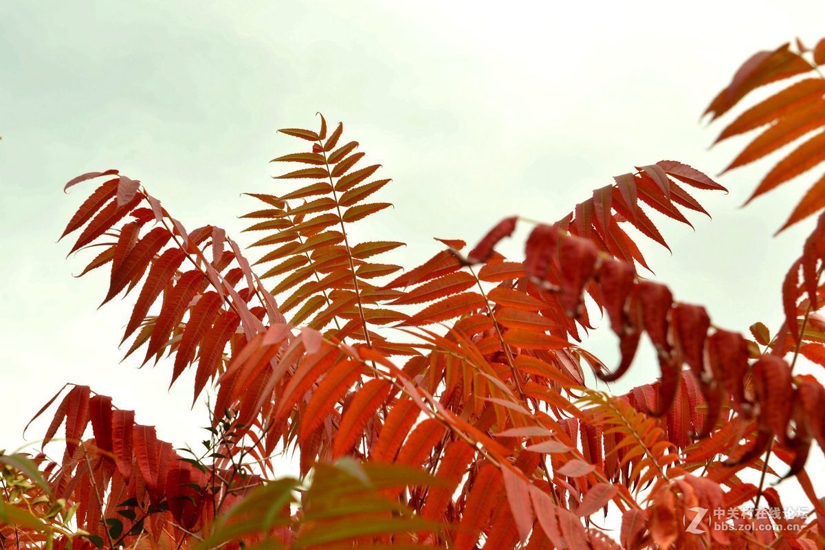 密云的“独秀峰”