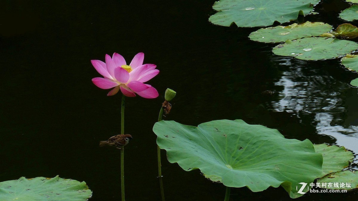 #版主坐堂#小五星空(中国)2017年十一月精品荟萃