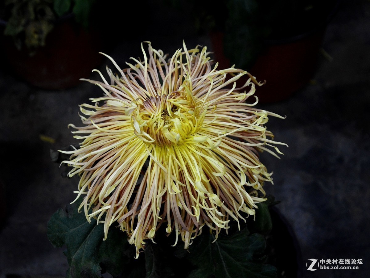 #版主坐堂#小五星空(中国)2017年十一月精品荟萃