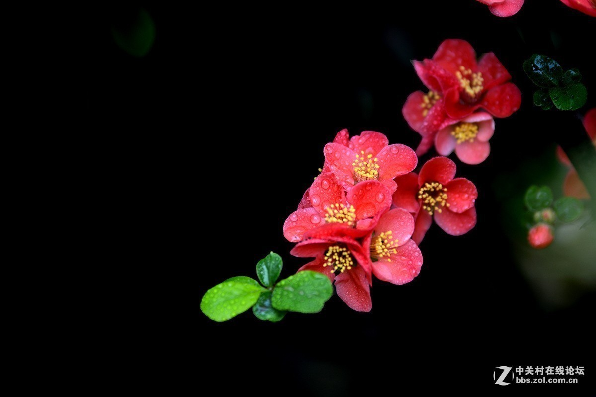 #版主坐堂#小五星空(中国)2017年十一月精品荟萃