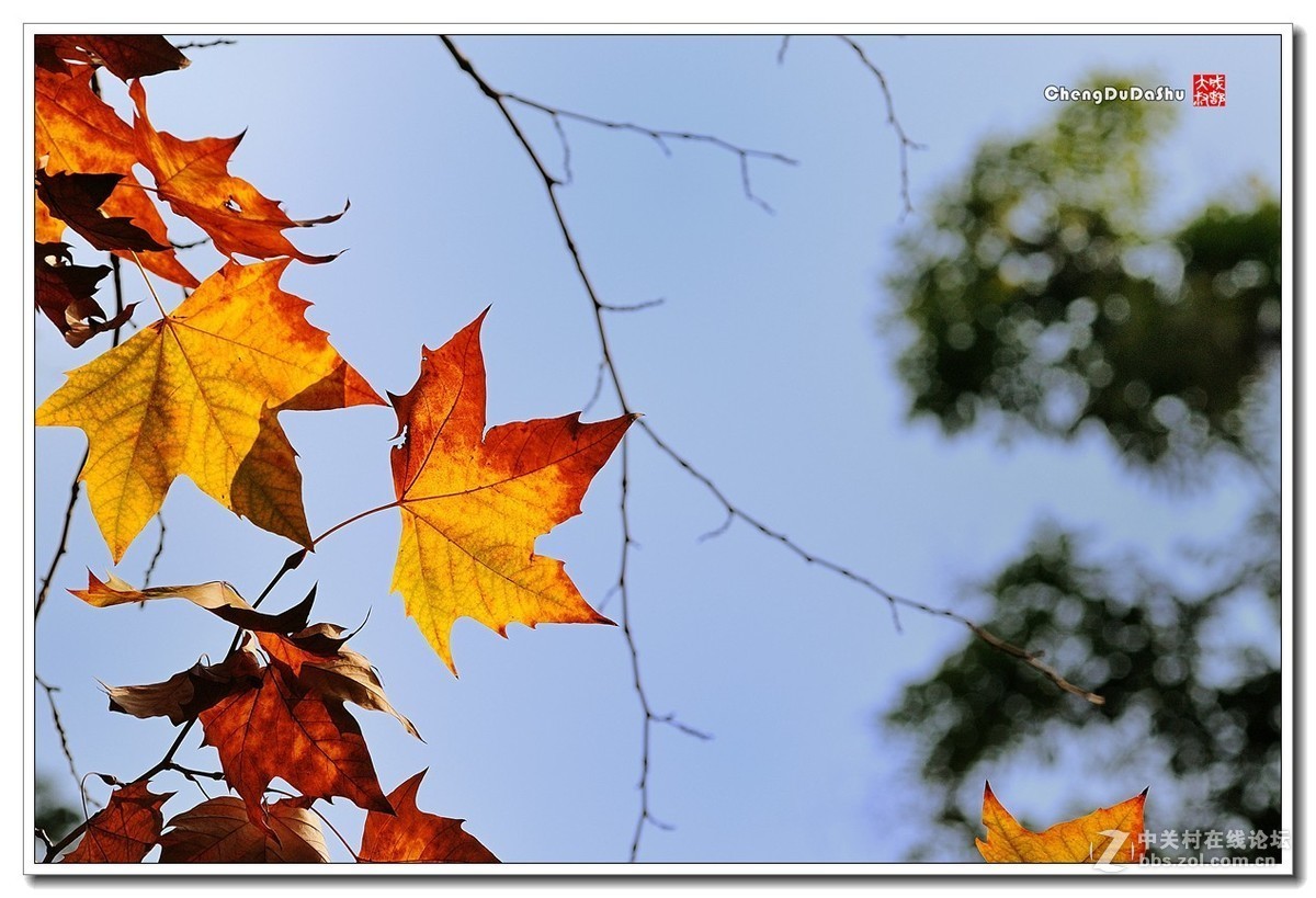 #版主坐堂#小五星空(中国)2017年十一月精品荟萃