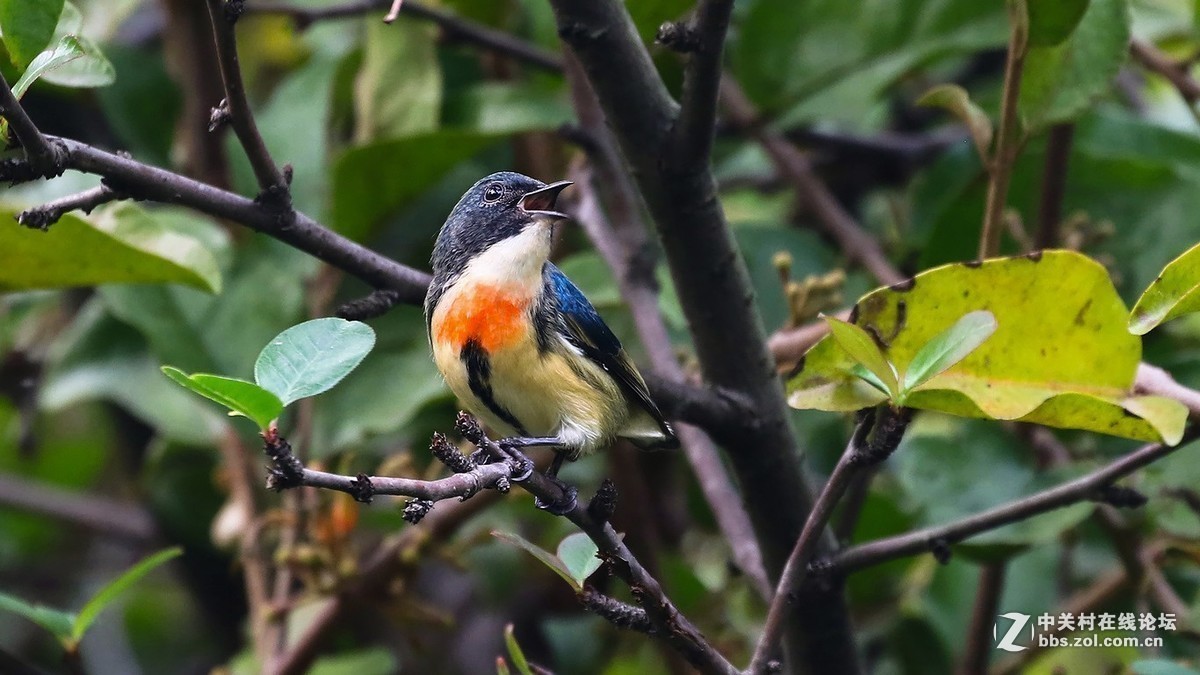 #版主坐堂#小五星空(中国)2017年十一月精品荟萃