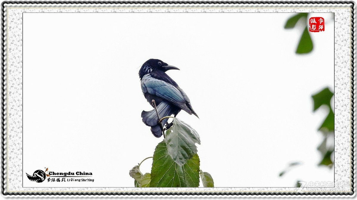 #版主坐堂#小五星空(中国)2017年十一月精品荟萃