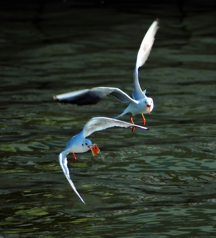 这个镜头打鸟效果如何，海鸥和苍鹭。