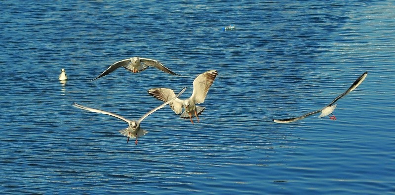 这个镜头打鸟效果如何，海鸥和苍鹭。