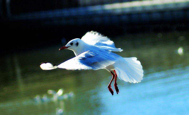 这个镜头打鸟效果如何，海鸥和苍鹭。