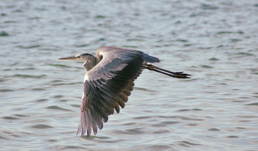 这个镜头打鸟效果如何，海鸥和苍鹭。