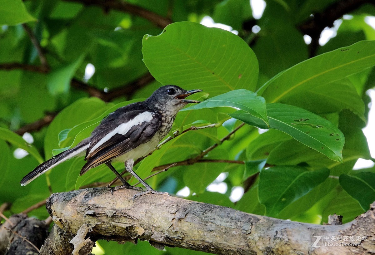 树上的鹊鸲鸟11