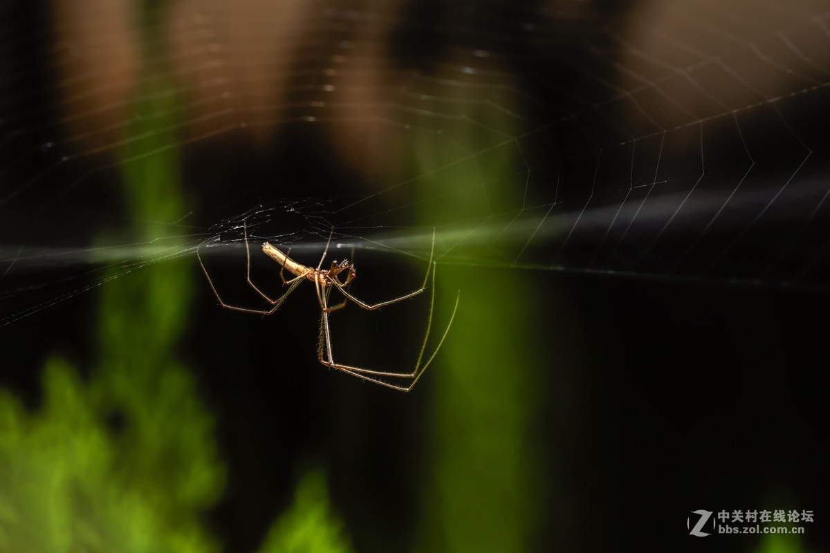 虫趣（2018-10-2）