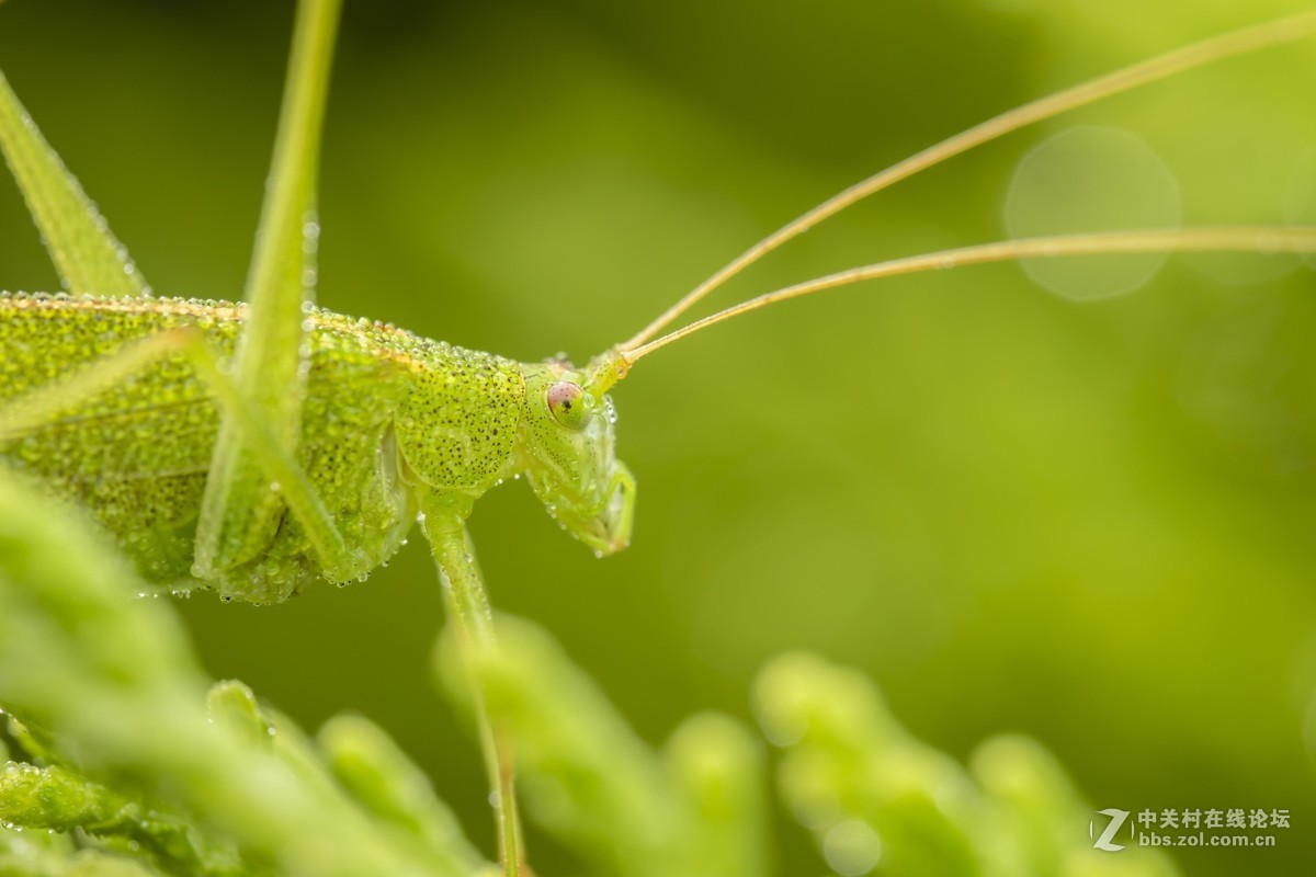 虫趣（2018-10-2）