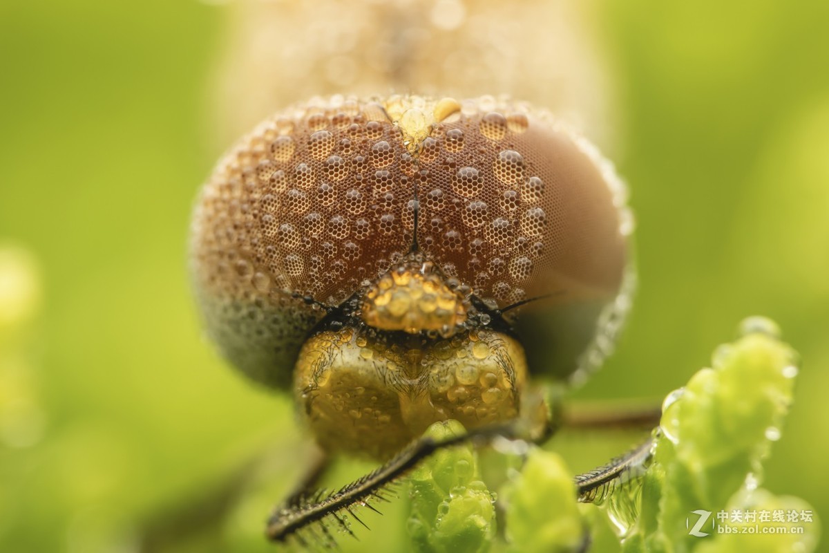 虫趣（2018-10-2）