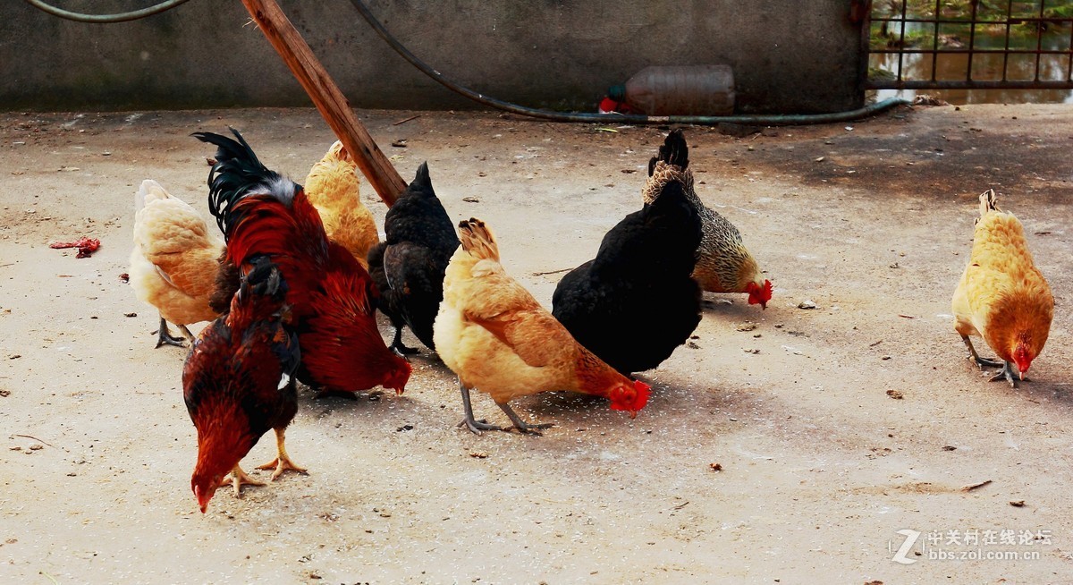 杀猪宰牛，红红火火过大年纪实3。