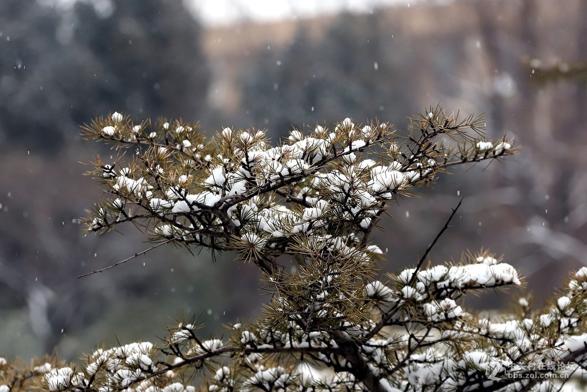 毛毛雪中公园行