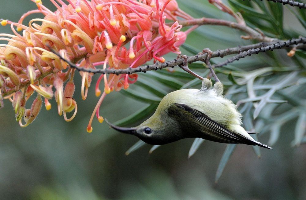 今天兰园拍摄的小鸟